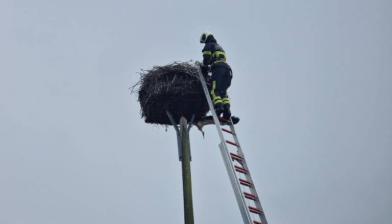 Nenavadna intervencija gasilcev iz Gorišnice, mlado štorkljo vrnili v gnezdo