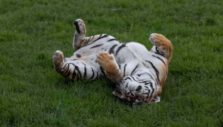 VIDEO: Novi utrinki treh sibirskih tigrčkov navdušili obiskovalce, ZOO ob tem izdal pomemben poziv