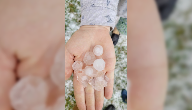 FOTO in VIDEO: Tri centimetre velika zrna toče klestila po vrtninah in poljščinah