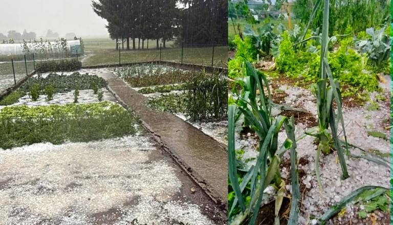 FOTO in VIDEO: Kot sredi zime, debela toča pobelila tla in uničila pridelek