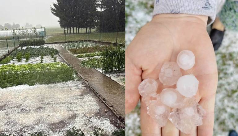 FOTO in VIDEO: Ledena zrna pobelila tla in uničila pridelek