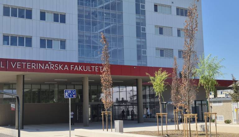 Ljubljančane razburila nova zasaditev dreves: »Zakaj jih sadijo sredi največje vročine?«