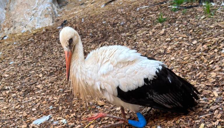 Po padcu so jo rešili in vrnili v gnezdo, a je znova pristala na tleh: zdaj se štorklja iz Gorišnice bori za življenje