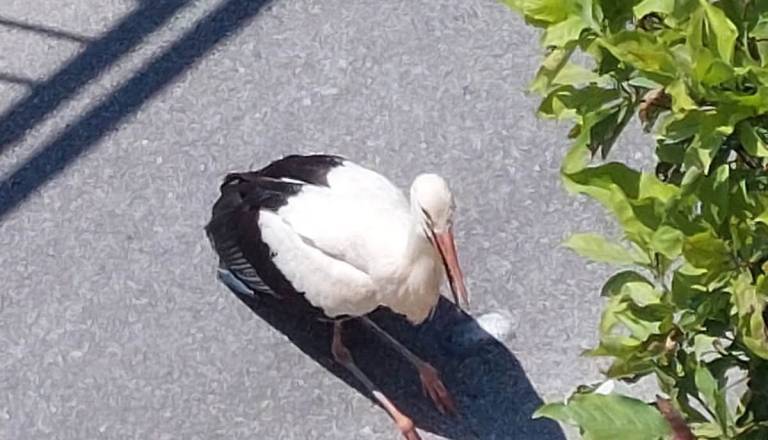 Dvakrat padla iz gnezda, zdaj se štorklja Lily bori za življenje