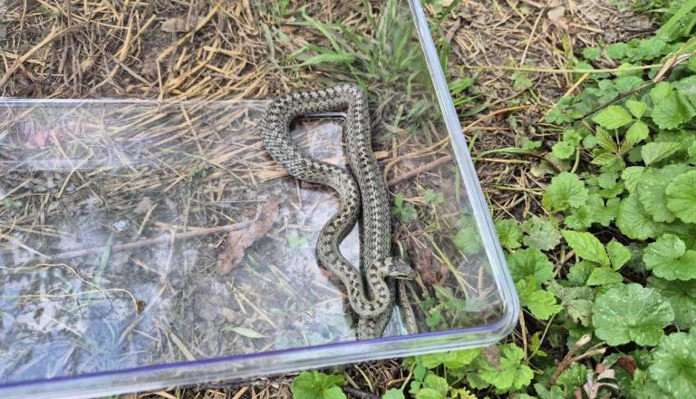 FOTO in VIDEO: Kače znova blizu naših domov, prebivalca je ena presenetila kar v lopi
