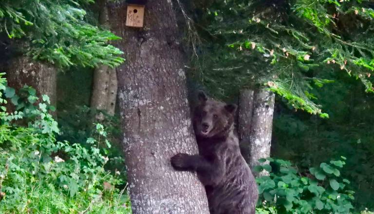 FOTO: Nenavadni gozdni inšpektor opravil temeljit pregled mariborske gnezdilnice
