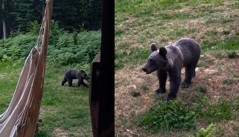 VIDEO: Ko pred vrati zagledaš medveda … Takšen obisk so posneli na Kočevskem