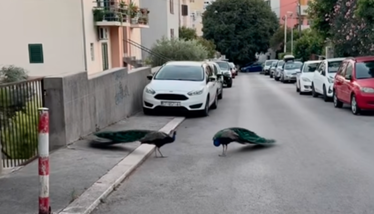 VIDEO: Neverjeten prizor na Hrvaškem, po ulici sta se sprehajala nenavadna lepotca