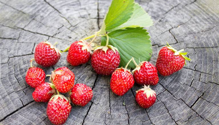 Drage jagode pod drobnogledom, prav pri njih odkrili največ ostankov pesticidov