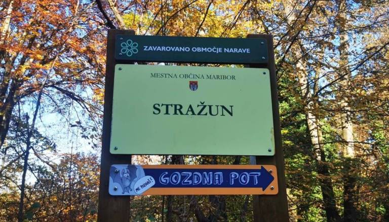 Bi lahko v Stražunskem gozdu prepovedali avtomobile? To pravi mariborska občina