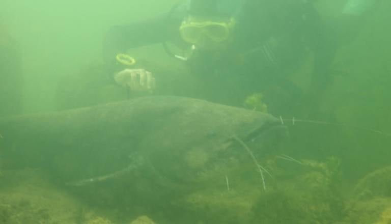 Kolpa in Krka skrivata velikanska bitja, dosežejo tudi preko dveh metrov