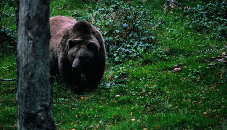 Konec sodne blokade: Odstrel medvedov se vrača tudi na Dolenjsko, sodišče pritrdilo ministrstvu