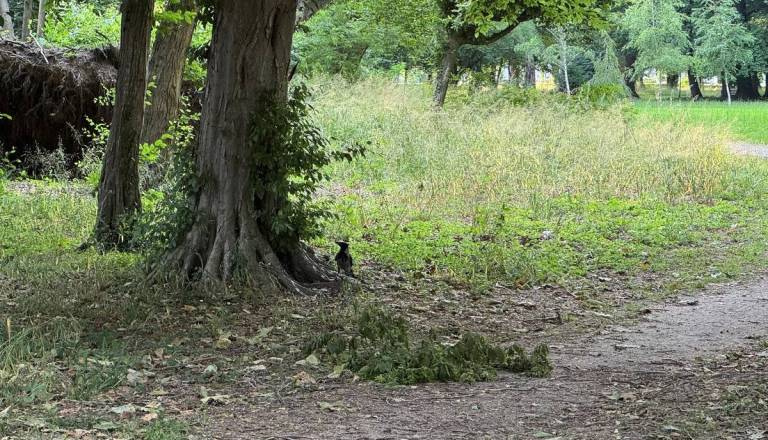 Vranam v soboškem parku odklenkalo, v prihodnjih dneh nad njih tudi z vodnim curkom