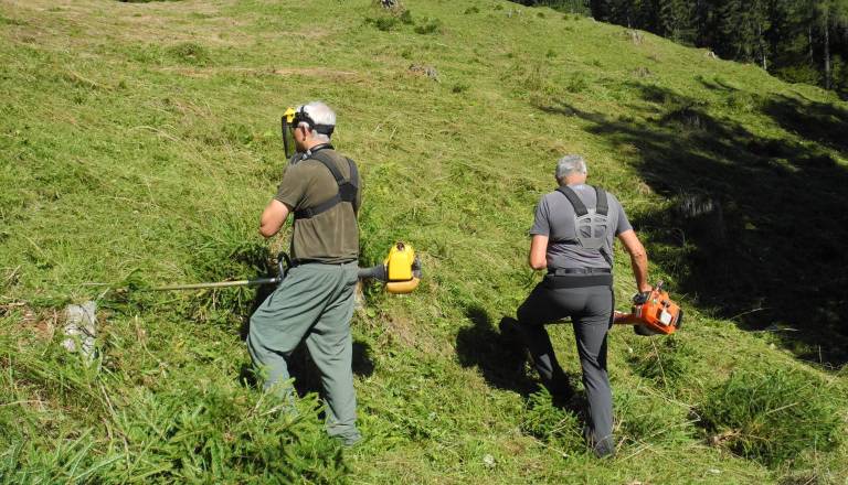 Po žetvi in košnji nastopi največja preizkušnja za divjad: Lovci pozivajo k previdnosti