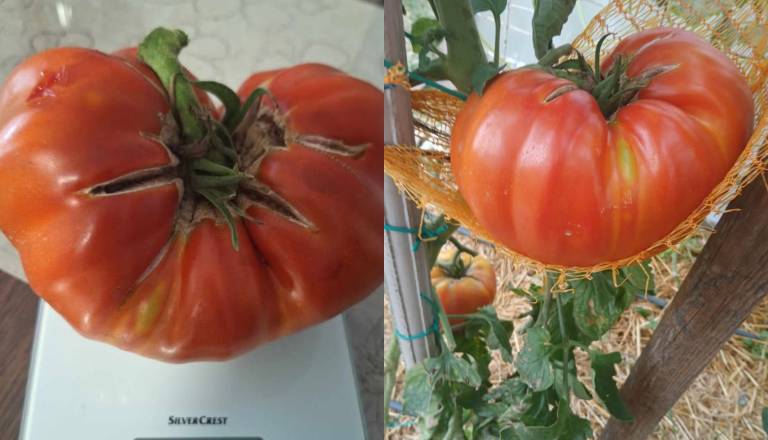 Orjak, ki je zrasel na vrtu bralke Sobotainfo: Tehnica je pokazala skoraj dva kilograma!