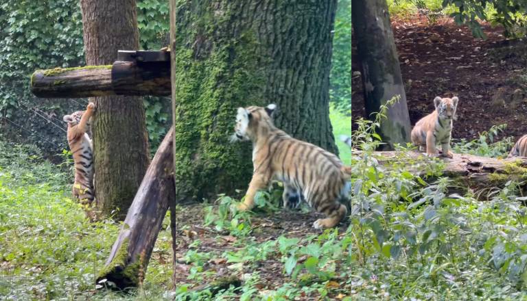 VIDEO: Ojoj, kakšen pristanek! Male tigrice v ZOO Ljubljana že navdušujejo s svojimi vragolijami