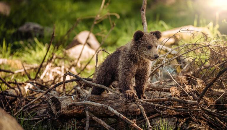 Pohodnik med sestopom s Kepe dvakrat naletel na medveda, zdaj opozarja