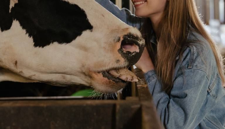 Krava se je začela dušiti zaradi jabolka, veterinar preprečil najhujše
