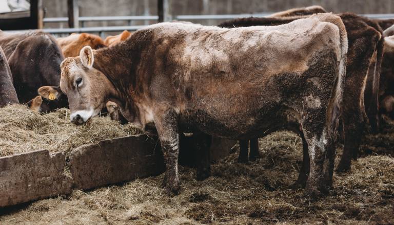 Ironija primera iz Iljaševcev: Poginula in izčrpana goveda našli pri zaposlenem na KGZ Murska Sobota