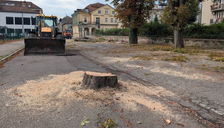 Saj ni res, pa je! Na Trubarjevi posekali osem dreves brez vseh soglasij: Občina priznava »šum v komunikaciji«