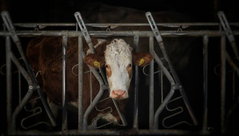 Drama med cepljenjem na Štajerskem: Krava podivjala in poškodovala lastnika kmetije