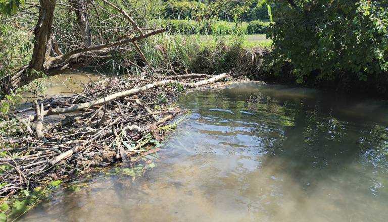 Dolenjca, ki podira bobrove jezove, so prijavili inšpektoratu:  Društvo zaščitilo bobre, ki jih opišejo kot ' čisti božji dar'