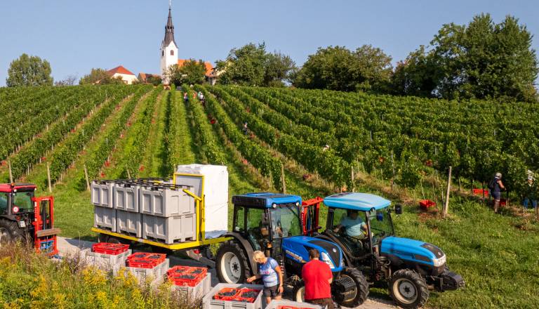 Trgatev letos rekordno zgodaj, v Radomerščaku so grozdje za penine že začeli obirati