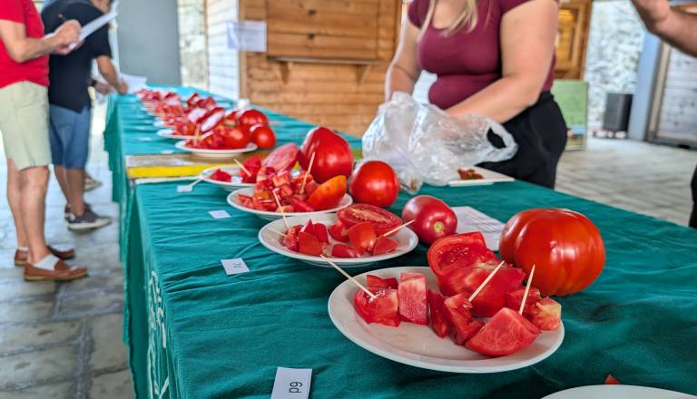 FOTO in VIDEO: Kdo ima najboljšega in kdo najtežjega? Mariborsko tržnico zavzeli paradižniki