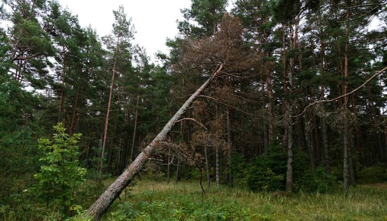 Avstrijci svarijo pred popolavami, debelo točo in silovitim vetrom
