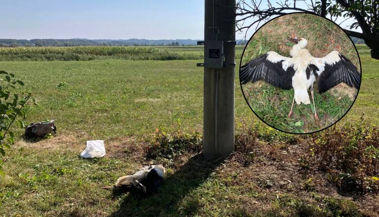 Žalosten konec štorklje, ki je osvojila srca na Štajerskem: Prve selitve proti jugu ni dočakala. To je razlog