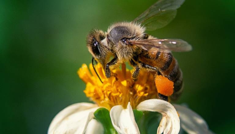 Noč razkril, kakšna je letošnja letina medu – in kaj čebelarjem povzroča največ skrbi