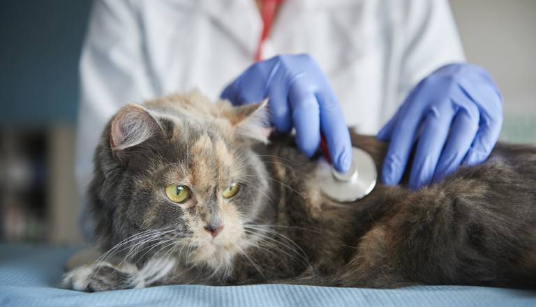 Poškodovana žival ostala brez nujne pomoči, veterinarka zdaj suspendirana