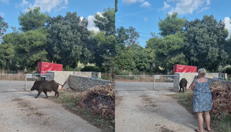 VIDEO: »Lidija je kriva!« Nepričakovani gost postal spletna senzacija
