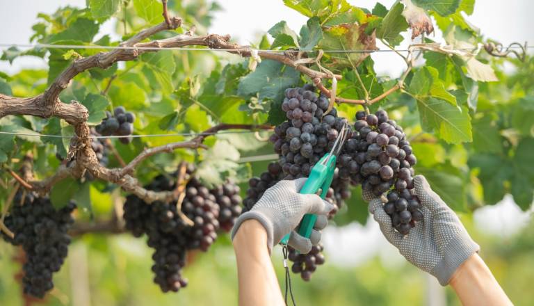VIDEO: Do bolj trajnostnega vinograda tudi s finančno podporo, preverite možnosti