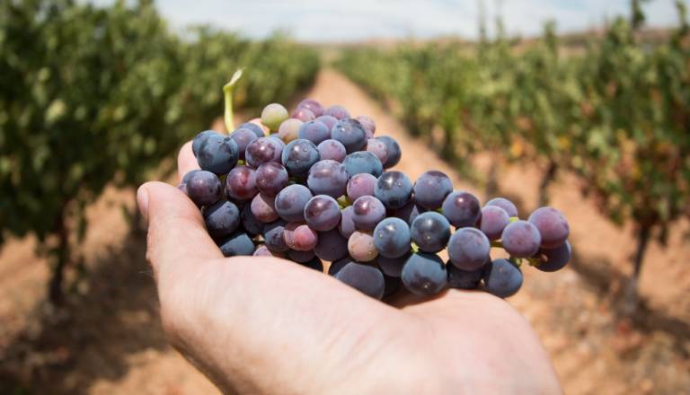 VIDEO: Vinogradniki, pozor! Za trajnostnejšo pridelavo na voljo tudi finančne spodbude