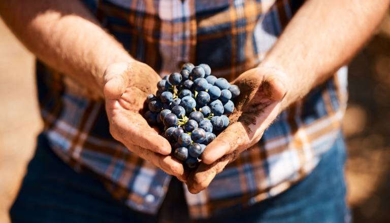 VIDEO: Kako do bolj trajnostnega vinograda in finančne podpore?