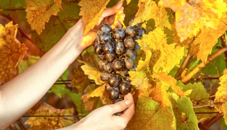VIDEO: Kako do zelenega vinograda? Pri naložbah lahko pomagajo finančne podpore