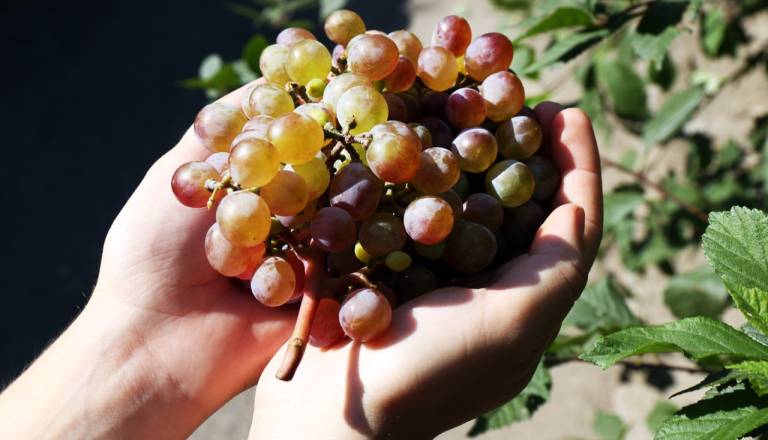 VIDEO: Trajnostno vinogradništvo ni le trend – preverite, katere podpore so na voljo