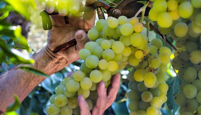 VIDEO: Bi posodobili vinograd? Tako lahko do sredstev za bolj trajnostno pridelavo
