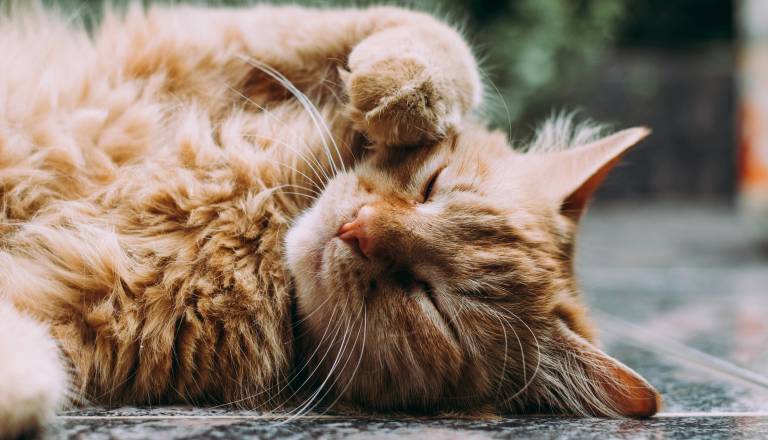 Veterinarka na Štajerskem zavrnila nujno pomoč živali: Zdaj jo čakata prisilni dopust in disciplinski postopek ⭐