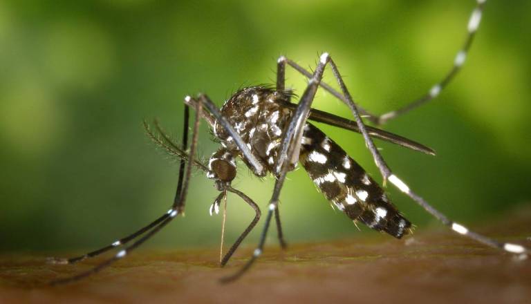 Nevaren virus se širi po Evropi: V Makedoniji že pet mrtvih, v Grčiji kar 13