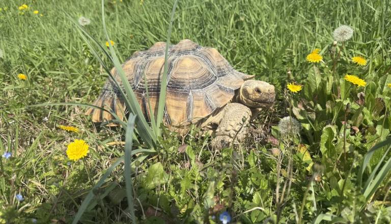 V Kopru pogrešajo 20-kilogramsko afriško želvo, najditelju nagrada