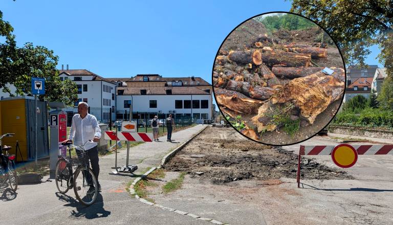Pred današnjim shodom nov preobrat glede poseka kostanjev: Občina razkrila dokumente iz leta 2017