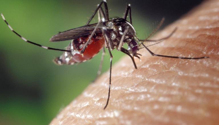 Nevaren virus že v naši bližini: Prenašajo ga komarji, to so simptomi, ki jih ne spreglejte