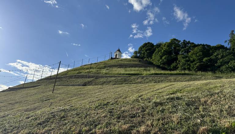 Na mariborski Piramidi se jeseni začenja zasaditev vinograda, vrača se tudi sorta z zgodovino 