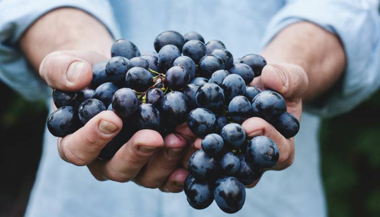 Do 40-odsotni izpad pridelka v vinogradih Jugovzhodne Slovenije