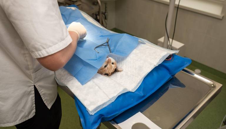 Veterinarska zbornica o primeru na Ptuju: Nujna pomoč je obvezna, javni linč veterinarke obsojajo