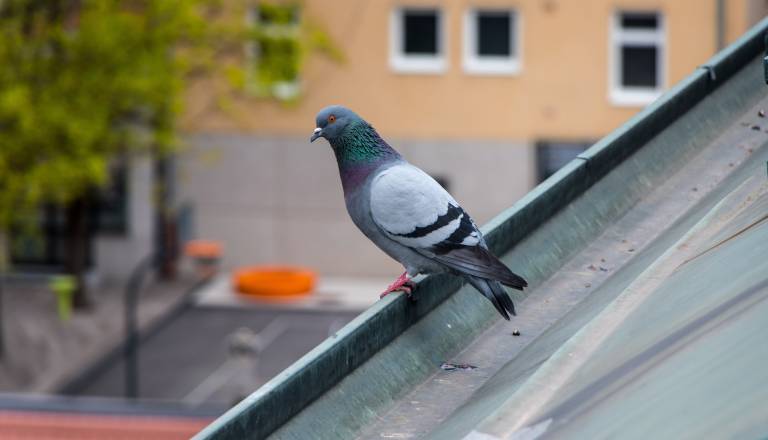 Mrtvi golobi padajo s streh v centru Ljubljane