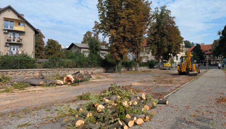 Sedem kostanjev je padlo, posadili jih bodo 13: A kdaj bodo zares nadomestili stari drevored?