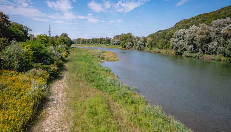 FOTO: Vroče poletje pušča posledice tudi ob Dravi, gladina je nižja kot običajno